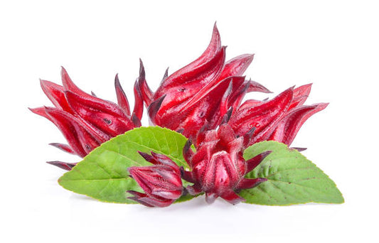 Roselle Flower / Fresh Hibiscus Flower