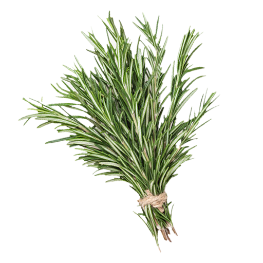Herb Rosemary