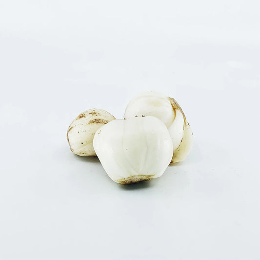 Lily Bulb Flower