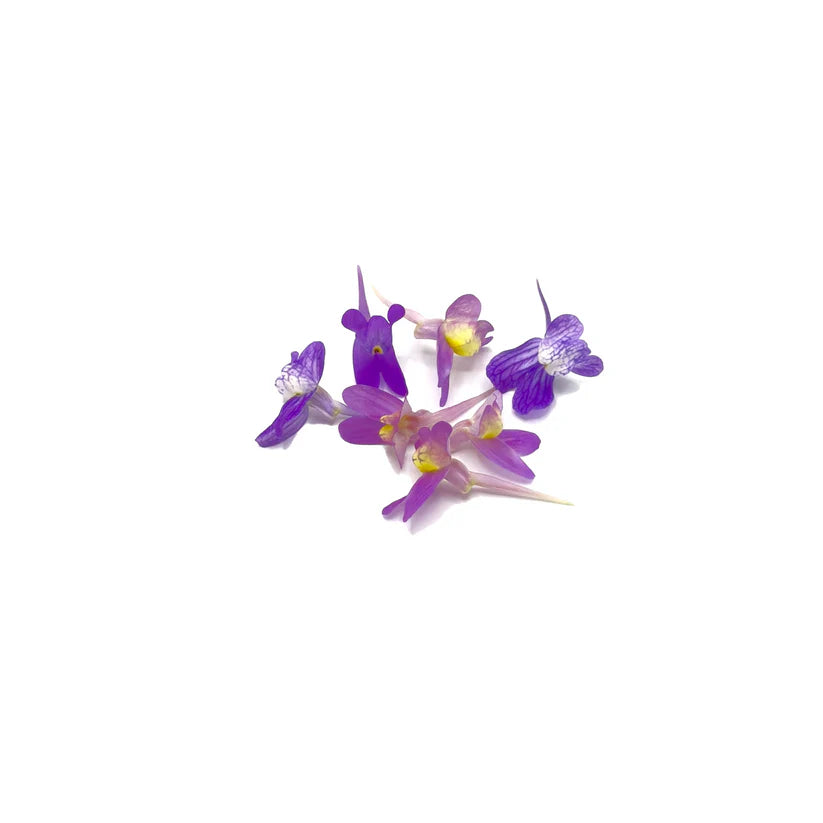 Edible Flowers - Linaria (Purple) (Nosh)