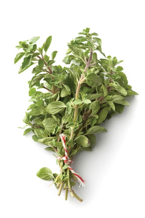 Herb Majoram