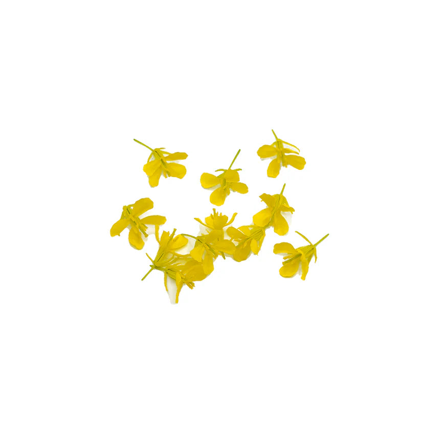 Edible Flowers - Mustard Brassica Flower (Nosh)