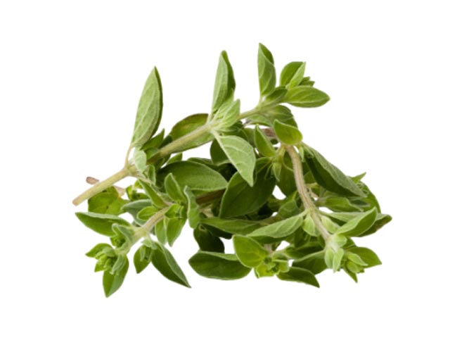 Herb Oregano