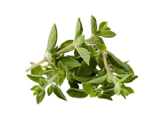 Herb Oregano
