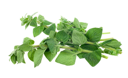 Herb Oregano