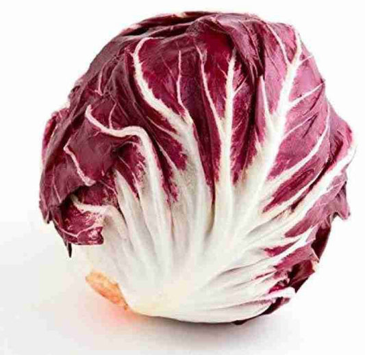 Lettuce Red Chicory