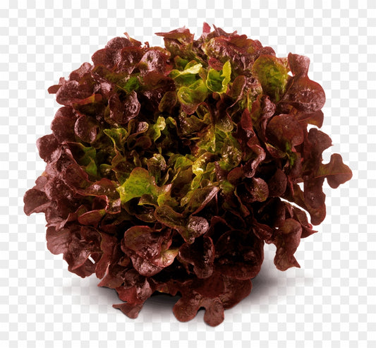 Lettuce Red Oak