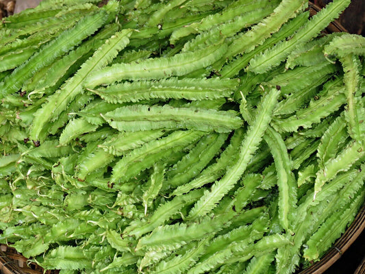Wing Bean / Four-angled Bean