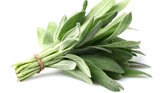 Herb Sage