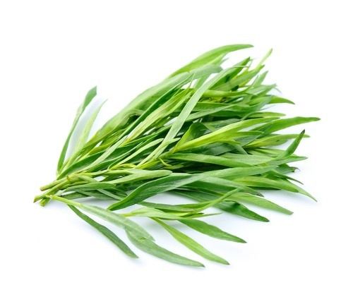 Herb Tarragon