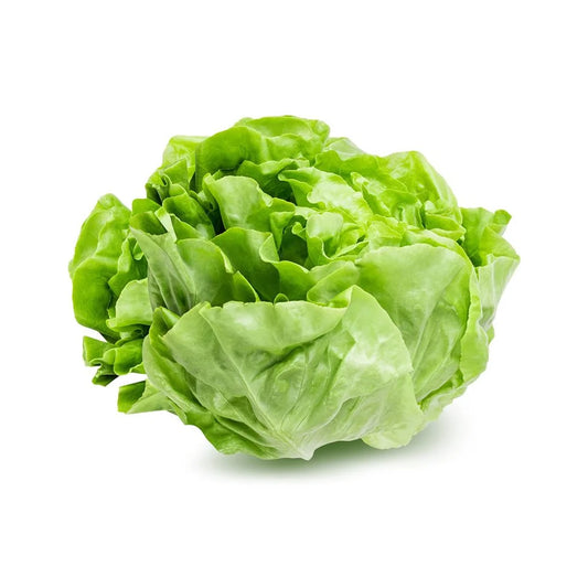 Lettuce Butterhead